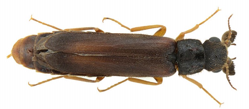 Elateroides dermestoides (Linnaeus, 1761)